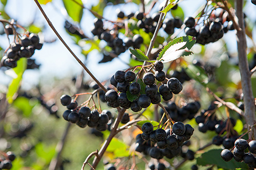 Aronia