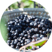 uebersich_aronia_506714045