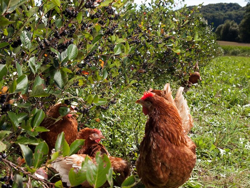 huehnerbeiaroniabeeren huehnerbeiaroniabeeren